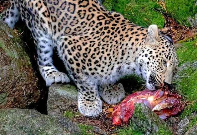  Persiska leoparden Fraortes njuter av dagens lunch. 