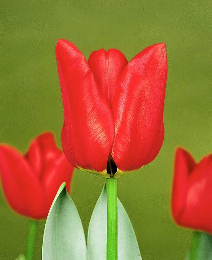 ’Ben van Zanten’. Röd enkel blomma på stadig fin stjälk. En av de vanligaste röda tulpanerna. Doftfri. 