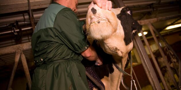 Sverige behöver fler veterinärer