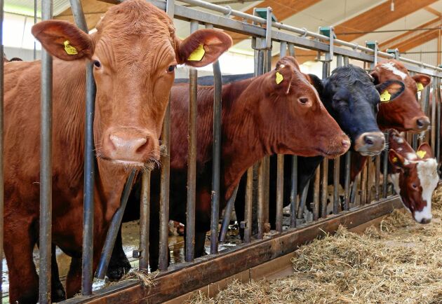  Jordbruksverket varnar djurhållare och foderföretagare för att grovfoder från vissa EU-länder kan vara smittat av afrikansk svinpest. 