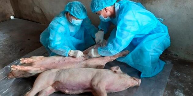 Vietnam avlivar grisar i högre takt mot afrikansk svinpest