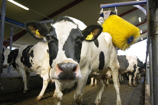  Ryktborste är ett av 14 krav som måste uppfyllas om gården ska bli aktuell som leverantör av den specialmjölk som Arla kommer att lansera till våren. 