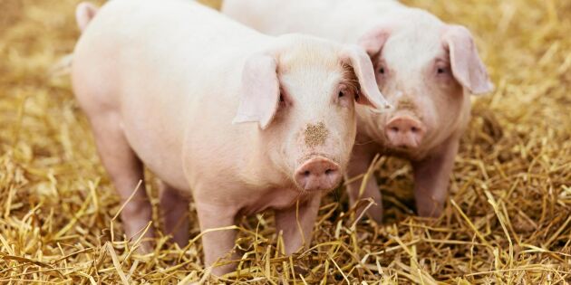 Köttskolan: Lär dig skillnaden mellan ekologisk och konventionell gris
