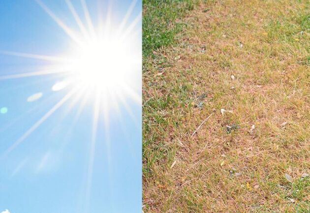  Har värmeböljan tagit musten även ur din gräsmatta? Ingen fara, den tål faktiskt torka!