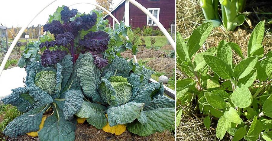 Agneta Andersson Jonsson odlar i växtzon 7 och är självförsörjande på grönsaker.