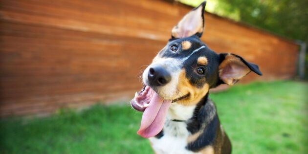 Fästingmedel för hundar granskat - förbjuds inte