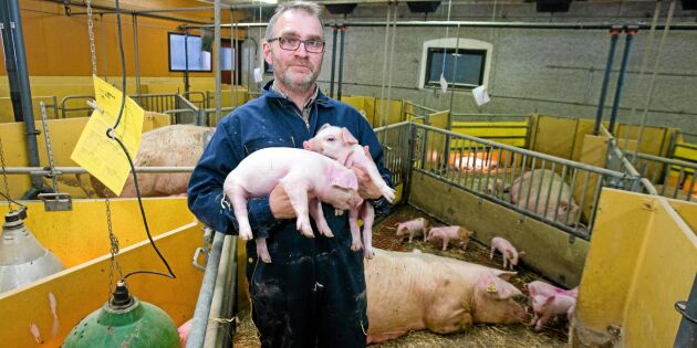 Producenter drömmer om svensk grisbörs
