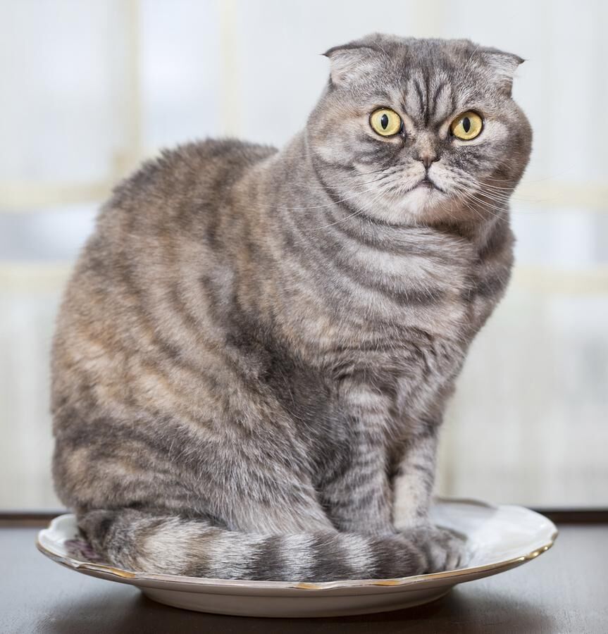 Cat sits in the white plate.