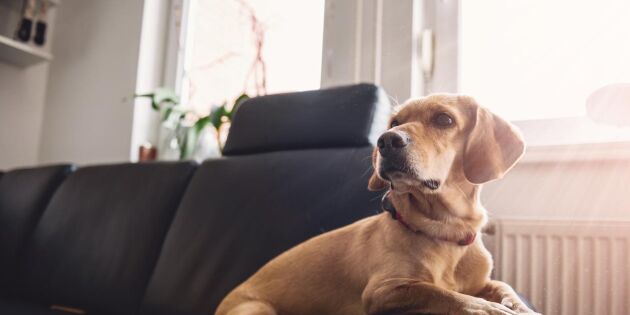 Ratsits nya tjänst – visar alla vilken hund du har hemma