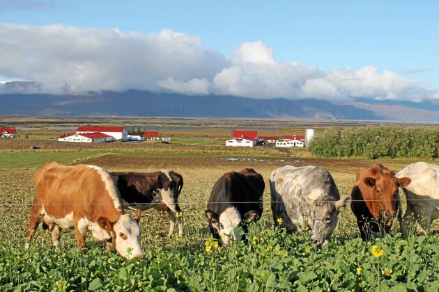 På Island har korna många olika färger och rasen är urgammal, allt från vikingarnas tid. Vi ser här gården Laxamyri, som är inte så långt ifrån Akureyri, och korna äter kål och havre. 