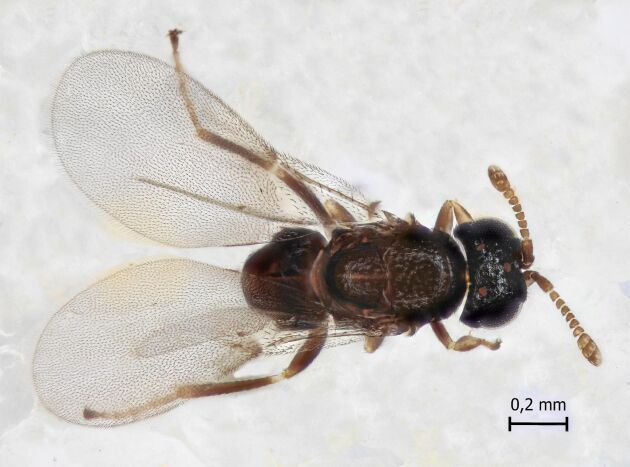  Fästingparasiten Ixodiphagus hookeri har hittats på Själö, av forskare vid biodiversitetenheten på Åbo universitet