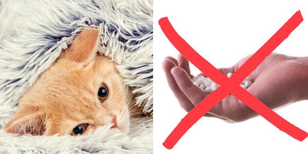 Varning! Tabletterna du har hemma som kan döda katten