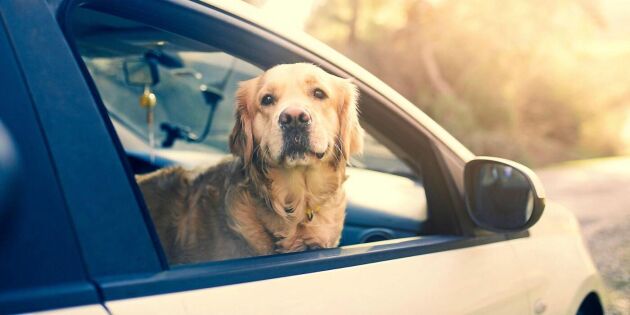 Hund i bil – här är reglerna som gäller