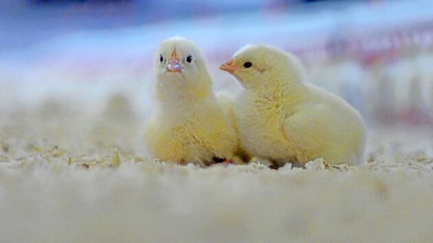  För oss kycklingbönder är samarbete inom de gröna näringarna en självklarhet, skriver Svensk Fågels uppfödargrupp efter Kronfågels senaste reklamkampanj.