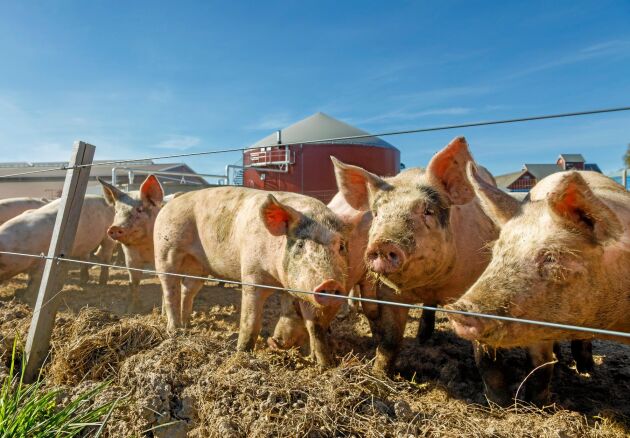  Beteshagarna är indelade i totalt 16 "tårtbitar" vilket innebär att de vartannat år kan sås om och få ligga orörda. Ett lågt elstängsel håller grisarna på plats och runt om finns ett högre staket för att hålla vildsvin ute.