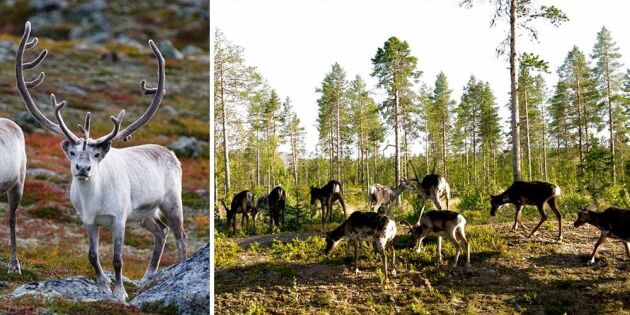 Vilda renar kan återinföras i svenska skogar