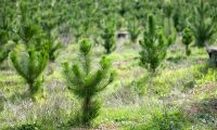 Svenska Skogsplantor investerar för ökade leveranser