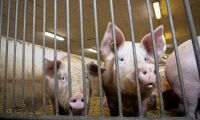 Svenska grispriset stiger – fast långsammare