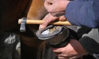 Sensorer ger halta hästar stöd
