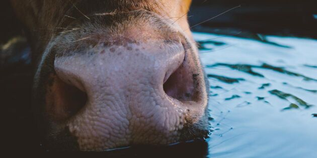 Kor överlevde orkan - simmade en mil