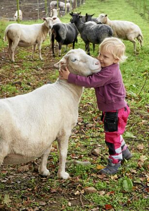  Lovisa gillar att vara med mamma i fårhagen och kramar gärna den tålmodiga tackan Tanten.