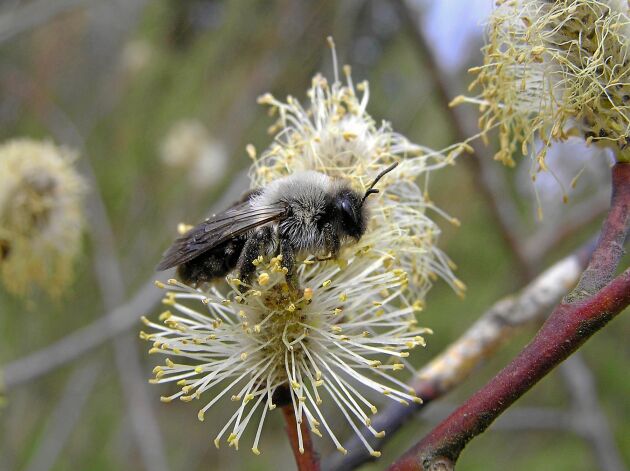  Sälgsandbiet samlar bara pollen från sälg och andra viden. Nektar kan det däremot dricka från andra blommor. 