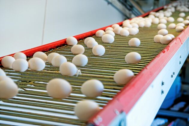  I småländska Musteryd bedriver familjen Lindberg äggproduktion med frigående värphöns inomhus.