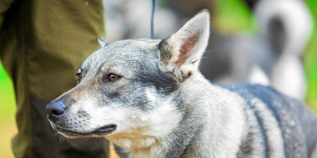 Svensk forskning: Att ha jakthund kan förlänga livet