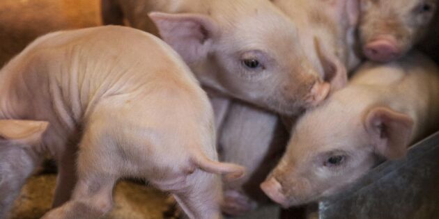 Målet: Danska grisar utan antibiotika