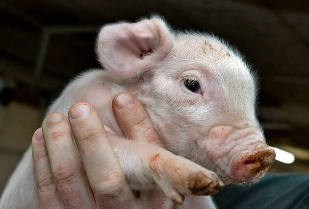 – Ändrade regler blir avgörande för svensk grisproduktion, menar Mattias Espert ordförande för Grisföretagarnas djuromsorgsprogram. Merkostnaden för en svensk smågris skulle kunna halveras, menar han.