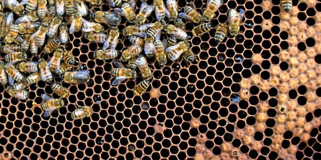 Halverad honungsskörd i år