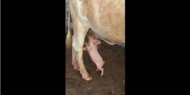 Kolla klippet! Se den lille grisen som upptäckt att mjölk ger starka ben!