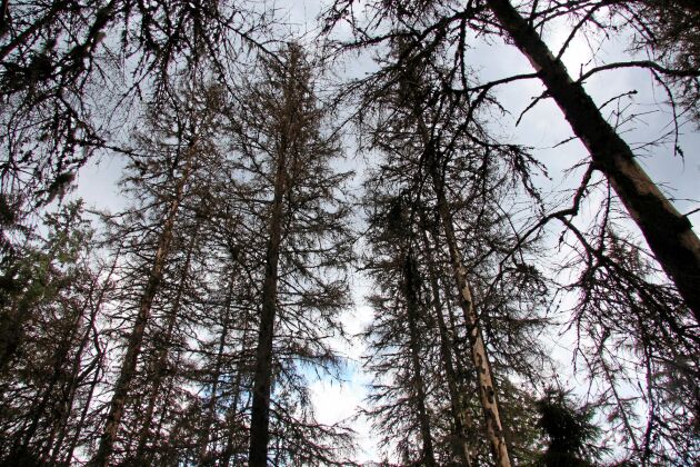  I Tyskland dör skog på grund av torka och skadeinsekter. Så här ser barkborredödad gran ut i Sverige.