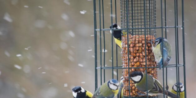 Bli fågelforskare - räkna dina vinterfåglar!