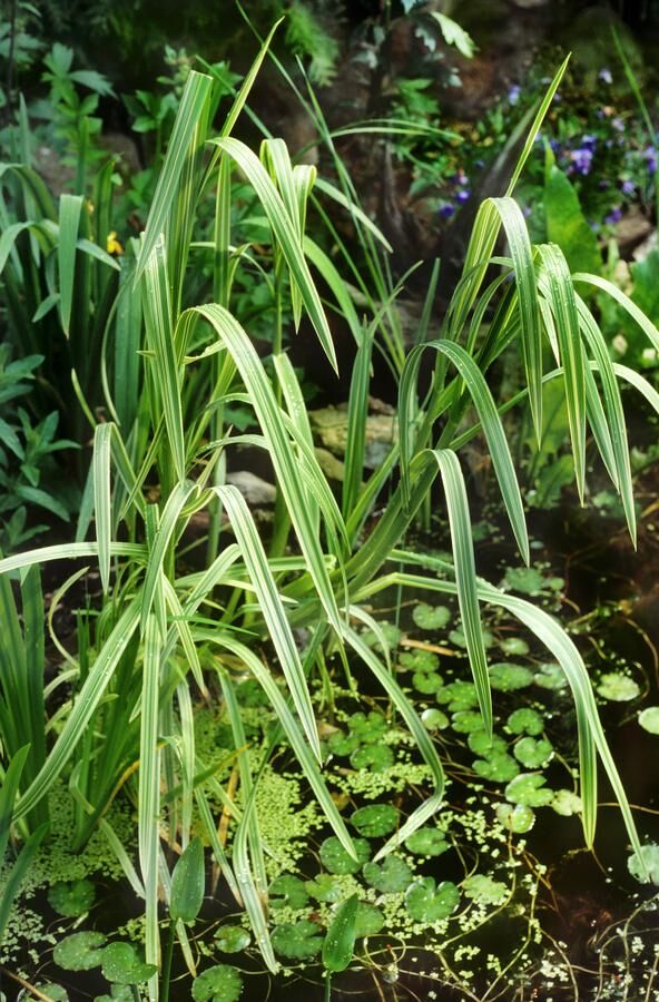 Variegated manna grass / Glyceria maxima Variegata
