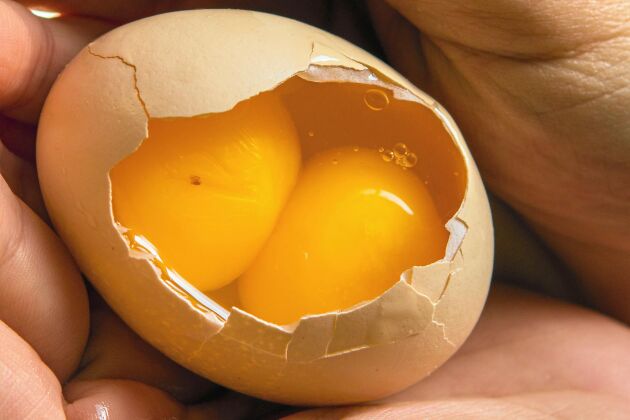  Två gulor i ett ägg kan vara ett tecken på att ägget kommer från en ung höna.