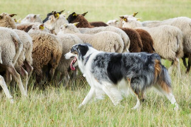  Ytterligare en höjdpunkt – fårhundsfarmen Leault Working Sheepdogs! 