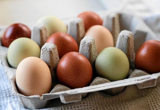  Ljusbruna, mörkt brunröda, vita eller gröna. Ägg från olika hönsraser. Foto. Istock 
