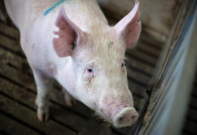 Anställda i dansk grisproduktion uppmanas att skriva på ett tillägg om uppföranderegler angående svinpest i anställningskontraktet.