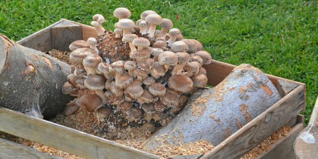 GUIDE: Bygg en svampodling i pallkrage – steg för steg
