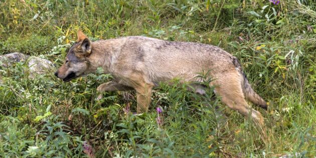 Djurägare har rätt att avliva varg på Åland