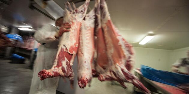 Felhanterat lammkött kan ge ehec-smitta