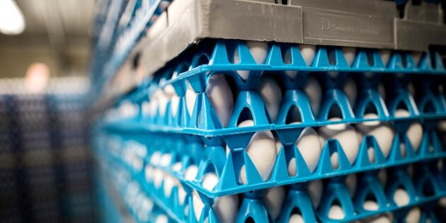 Svenska ägg testas för insektsmedel