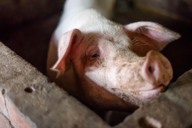  Kinesiska grisproducenter använder flera gånger mer desinfektionsmedel då de försöker skydda sig mot afrikansk svinpest.