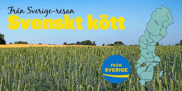 Från Sverige-resan: Svenskt kött är bäst i världen – så kan du stötta