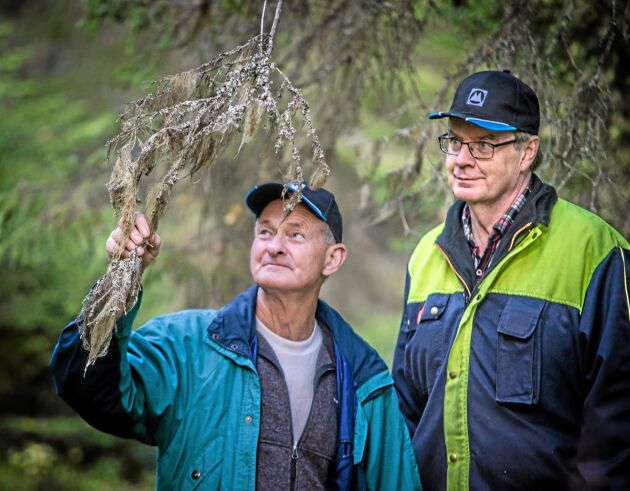  Skogsägarna Per-Olof Löfgren och Lars Göran Mårtensson i Vallsta utanför Bollnäs förbjuds avverka skog eftersom den lilla kråkfågeln lavskrika finns på deras marker.