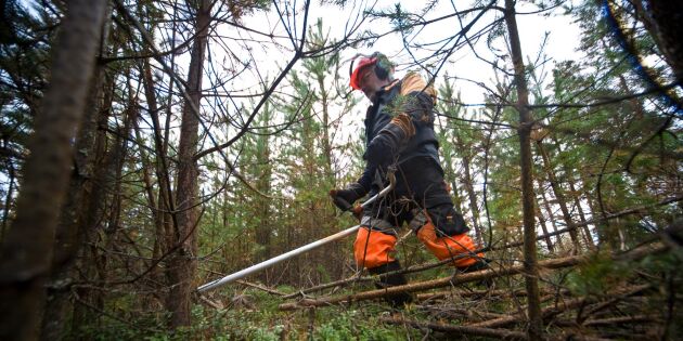 ”Låt skogsägarna få del av årets rekordresultat”