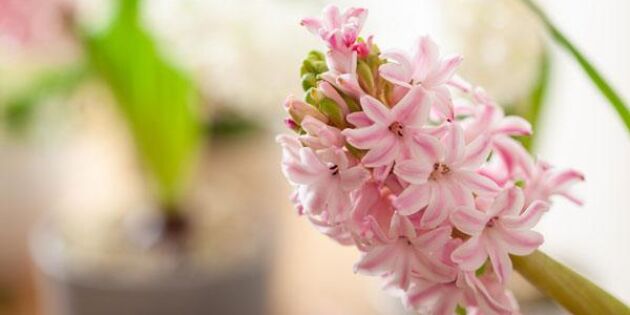 Så sköter du din hyacint – tre smarta tips!