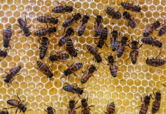  Bisamhällen, honung med mera stals i Skåne.