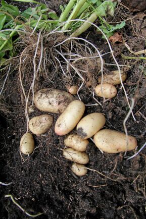  Potatis klarar sig på odlingsplatsen om jorden täcks med ett rejält lager halm.